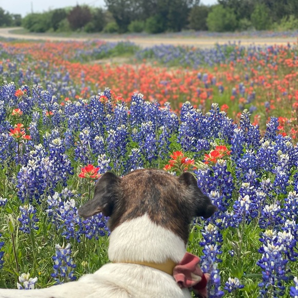 Meet your Posher, Kate - Picture 1 of 1